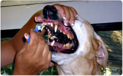 Teeth brushing and cleaning for your dog, cat or other pet