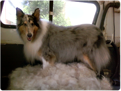 Furminator deshedding treatment for your dog, best mobile pet grooming