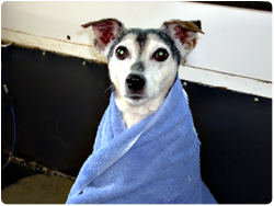 Hot towel treatment for your dog, skin and coat conditioning with aloe treatment
